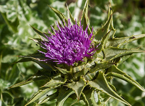 Mariendistel